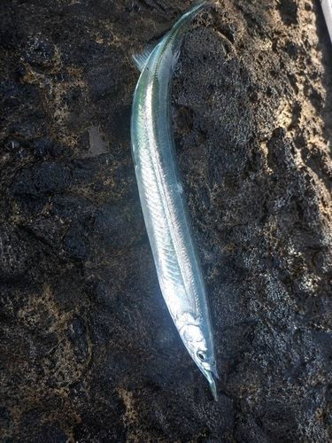 サヨリの釣果