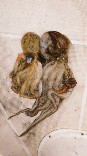 タコの釣果