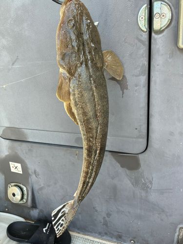 マゴチの釣果