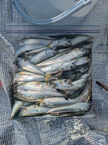 サバの釣果