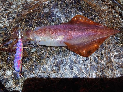 ケンサキイカの釣果