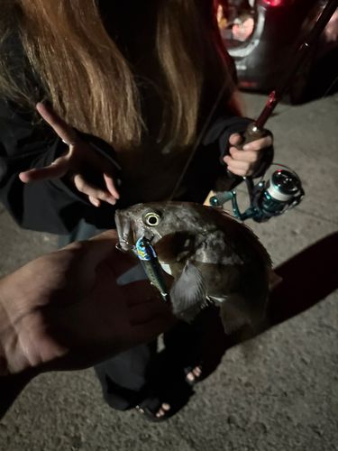 クロソイの釣果