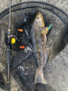 アイナメの釣果