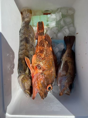 アイナメの釣果