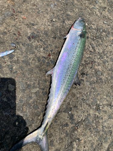 サゴシの釣果