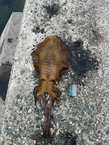 イカの釣果