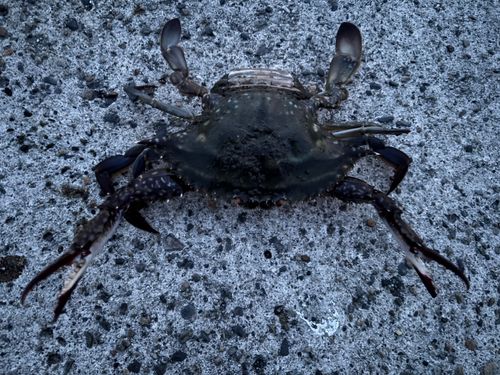 ワタリガニの釣果
