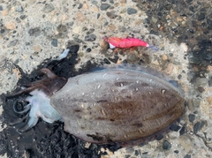 モンゴウイカの釣果