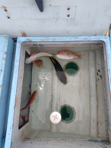 タイの釣果