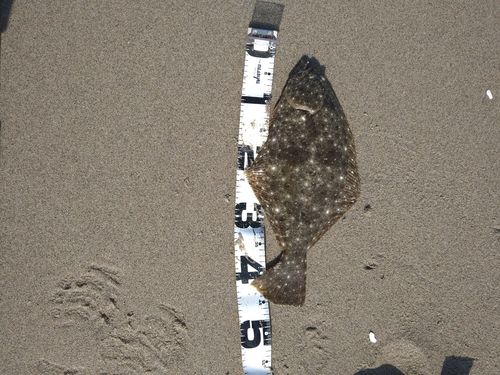 ヒラメの釣果