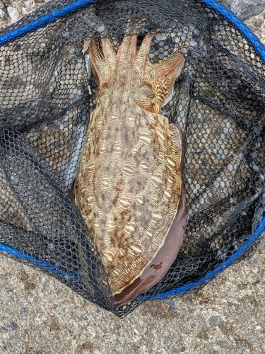モンゴウイカの釣果