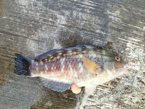 ベラの釣果