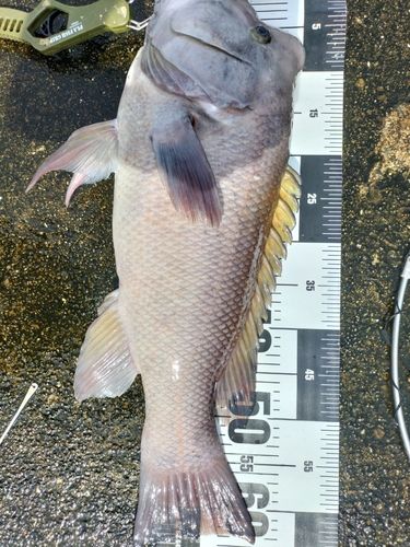 コブダイの釣果
