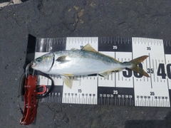 ツバスの釣果