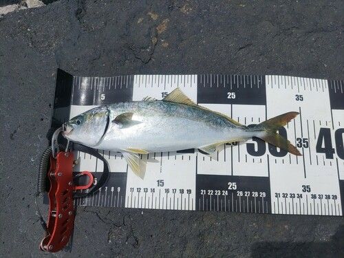 ツバスの釣果