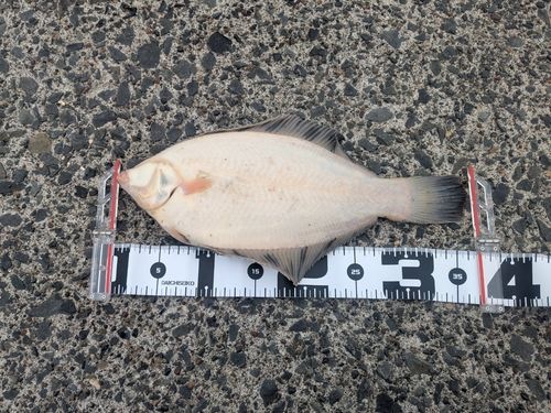 カレイの釣果