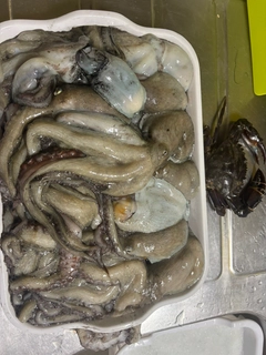 タコの釣果