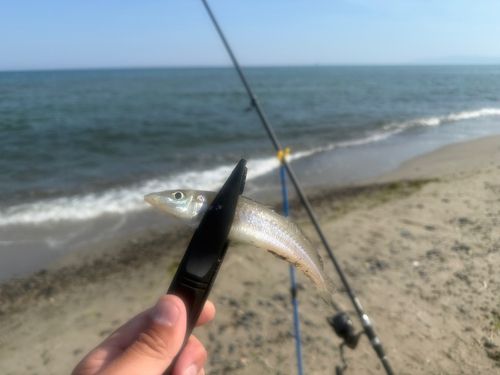 シロギスの釣果