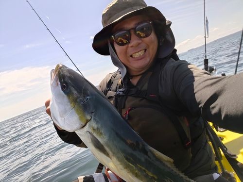 ワラサの釣果
