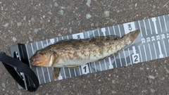 アイナメの釣果