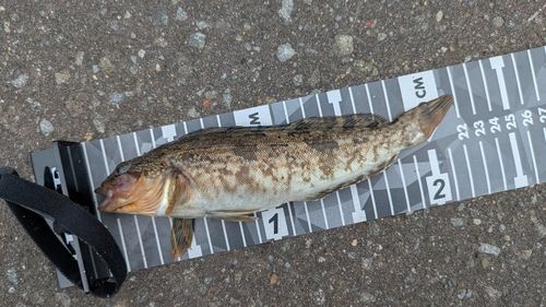 アイナメの釣果