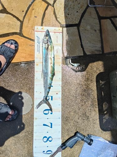 サゴシの釣果