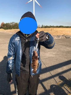 アイナメの釣果