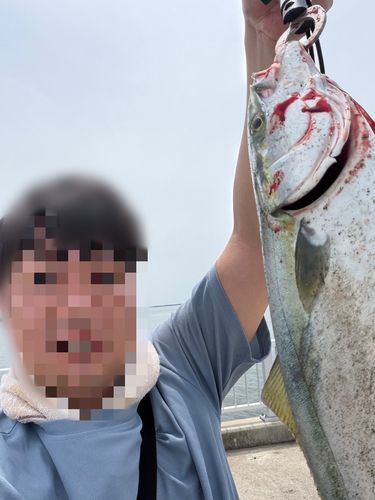 フクラギの釣果