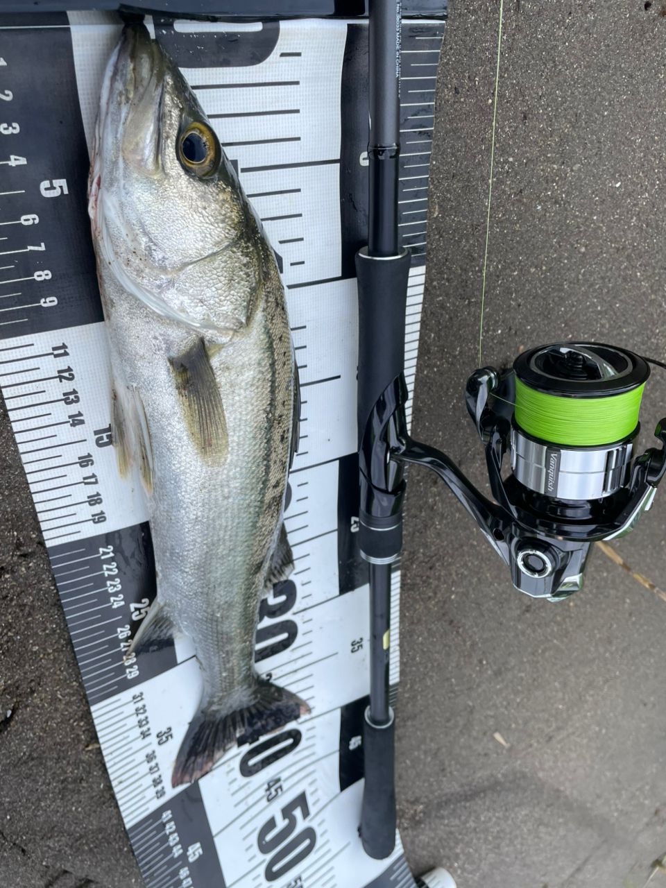 SHIMANO 18ディアルーナ S96Mの最安値・インプレ・釣果 | 本音の口コミ