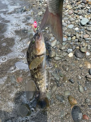 アブラコの釣果