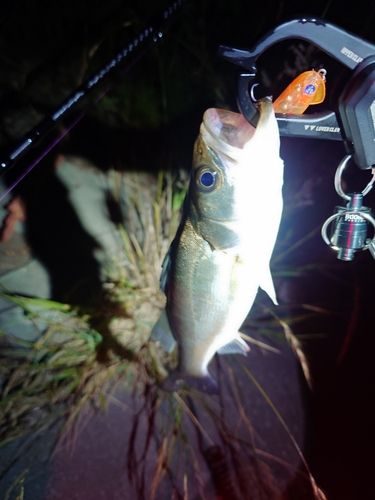 フッコ（マルスズキ）の釣果