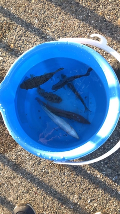 ベラの釣果