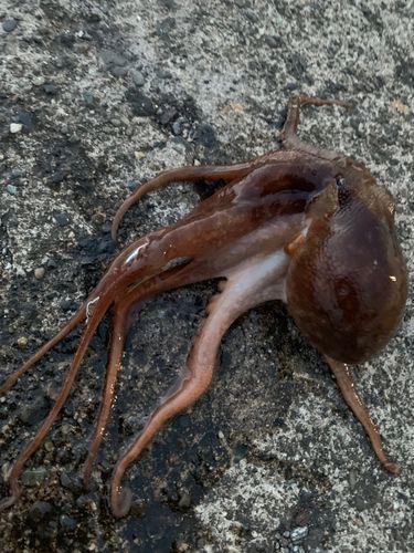 マダコの釣果