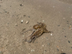 マダコの釣果