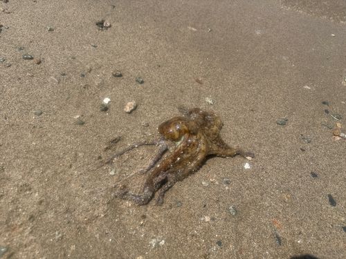 マダコの釣果