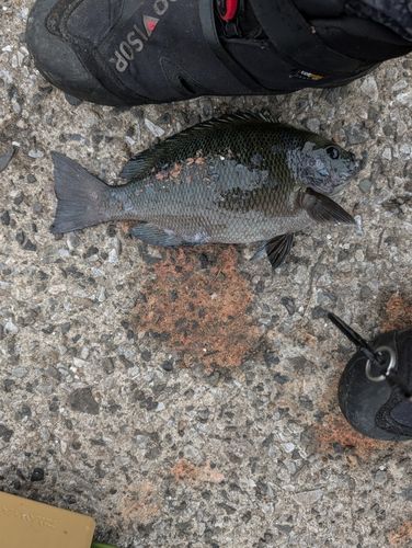 クロの釣果