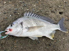 キビレの釣果