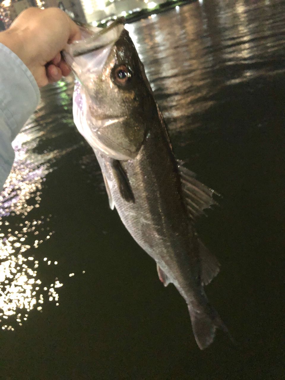 DAIWA 20ブレイゾン モバイル 6106TMHBの最安値・インプレ・釣果