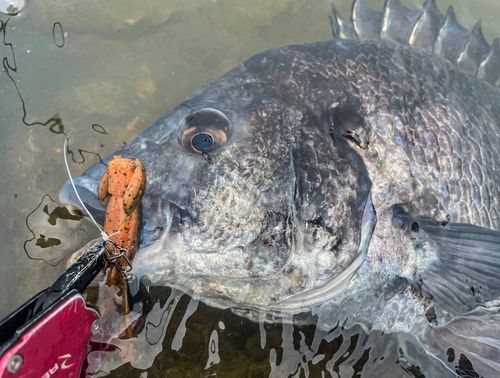 チヌの釣果