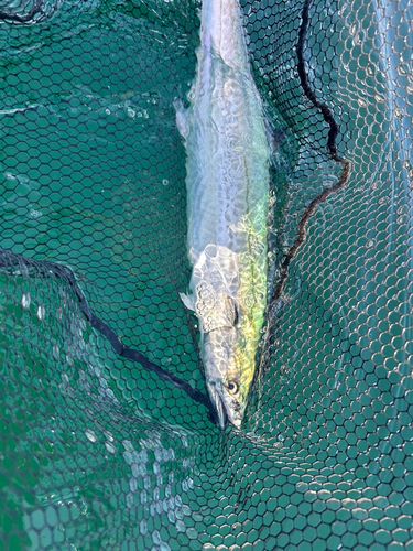 サワラの釣果