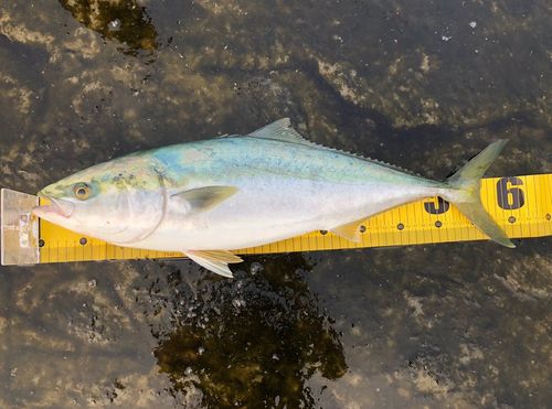 ワラサの釣果