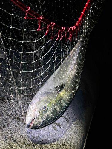 ブリの釣果
