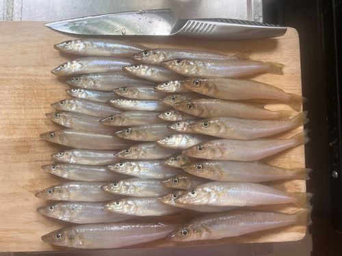 シロギスの釣果