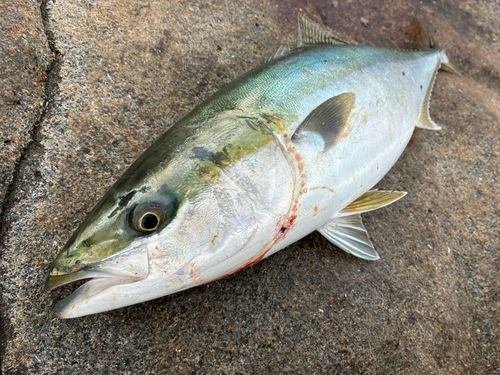 ワラサの釣果