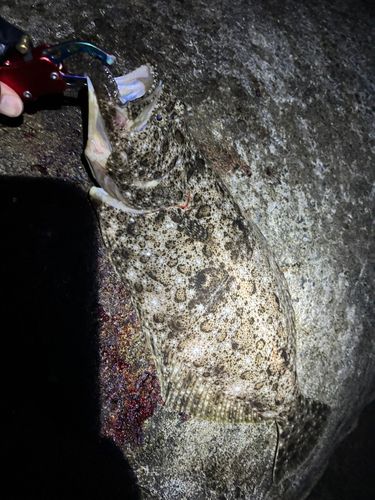 ヒラメの釣果