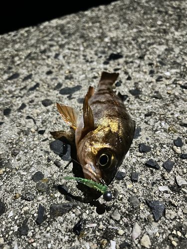 メバルの釣果