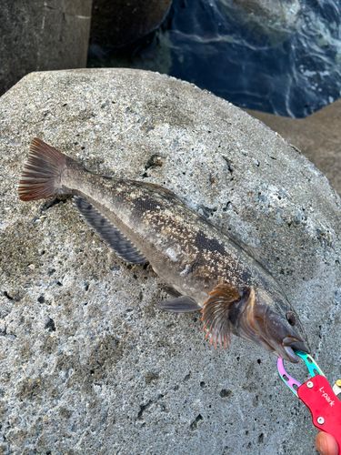 アブラコの釣果