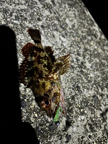 カサゴの釣果