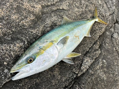 ワラサの釣果