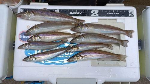 シロギスの釣果